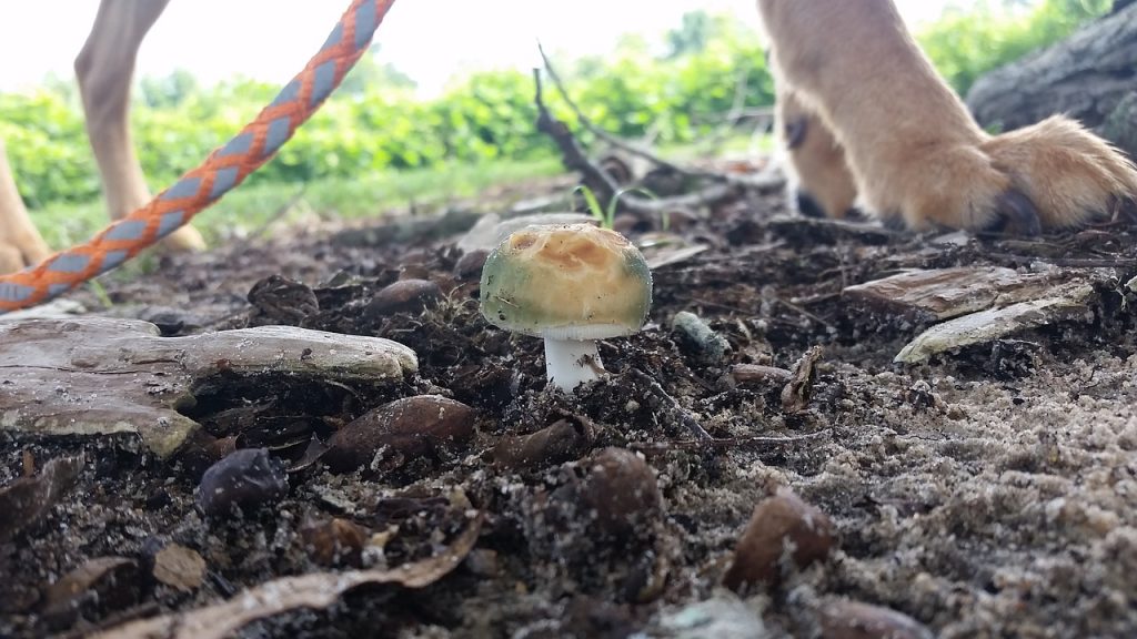 dog eating mushroom