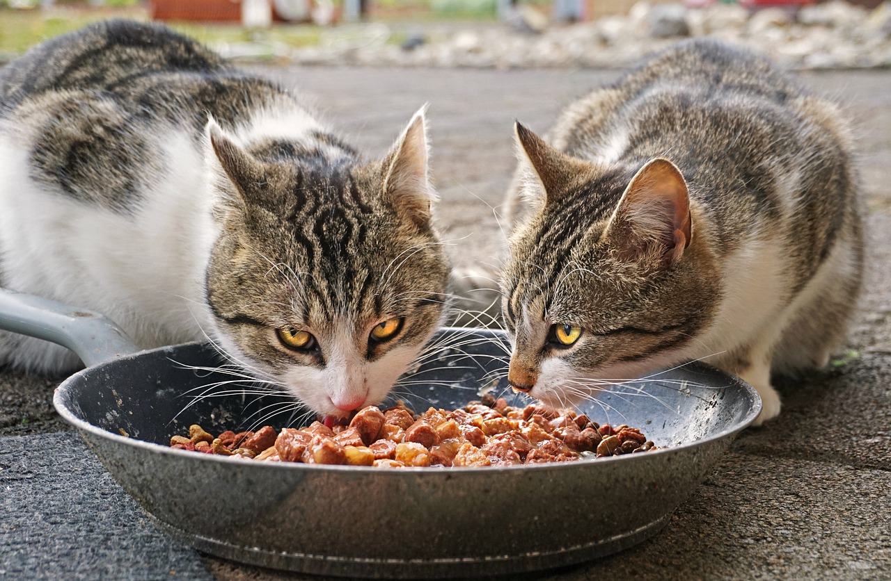 high protein low carb food for diabetic cat