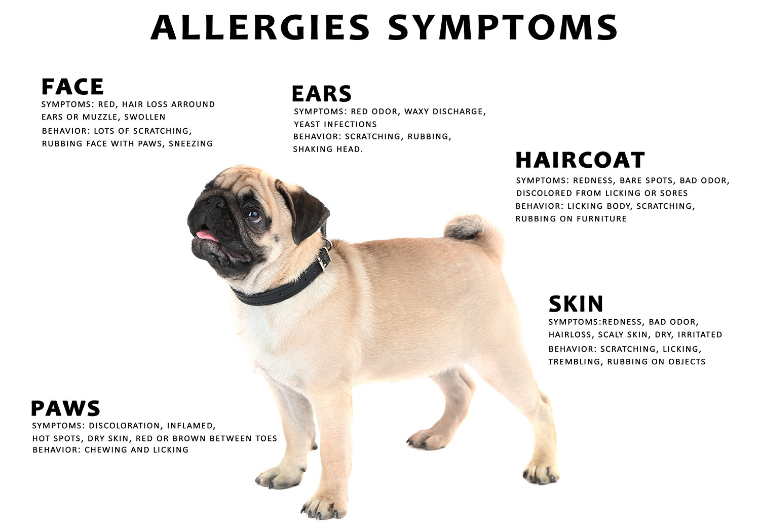 dog allergies image